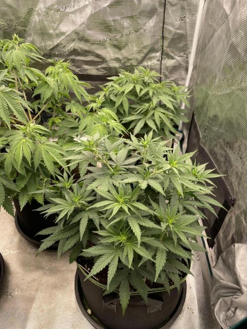 Sunset 🌅 sherbet. Week 7