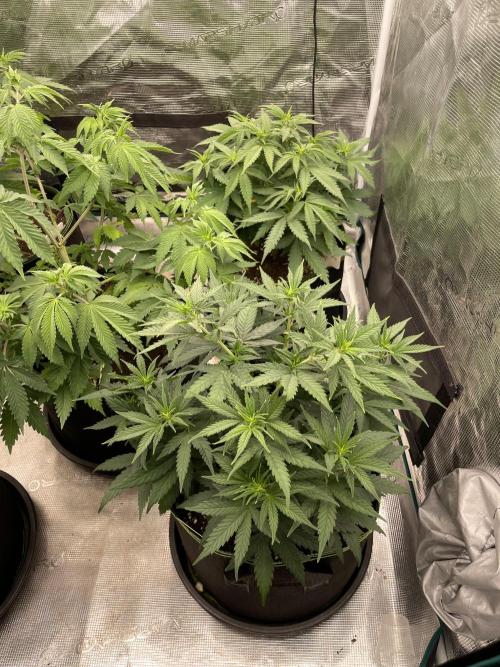 Sunset 🌅 sherbet. Week 7