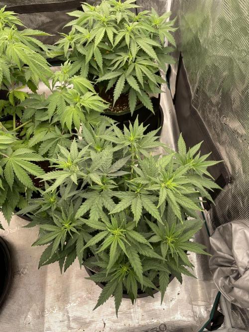 Sunset 🌅 sherbet. Week 7