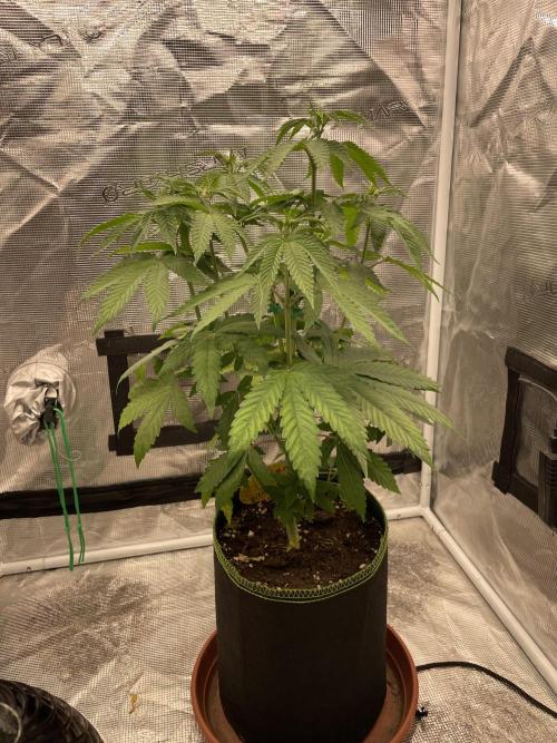 Purple Overload. Week 7