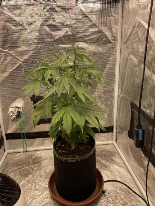 Purple Overload. Week 7