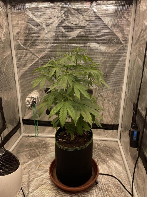 Purple Overload. Week 7