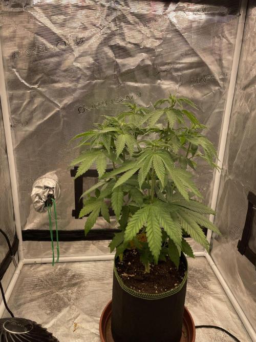 Purple Overload. Week 7