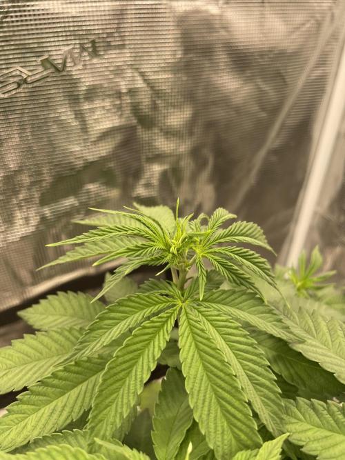 Purple Overload. Week 7