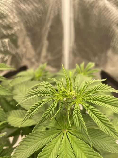 Purple Overload. Week 7