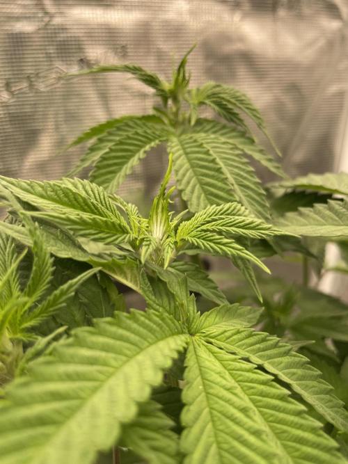 Purple Overload. Week 7