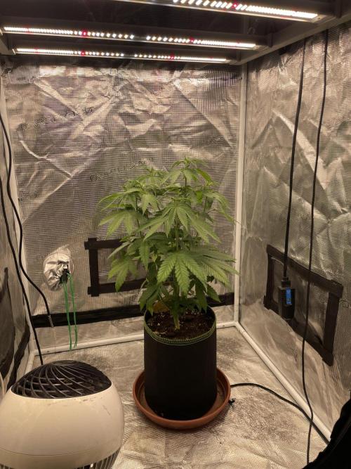 Purple Overload. Week 7