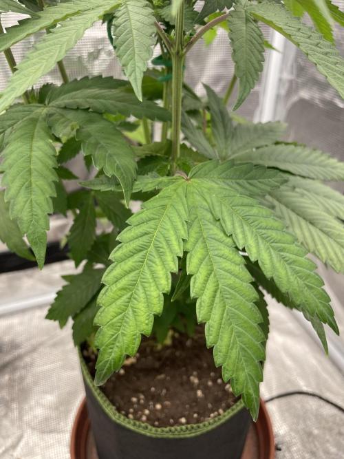 Purple Overload. Week 7
