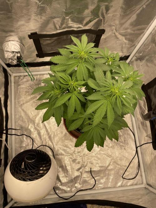 Purple Overload. Week 7