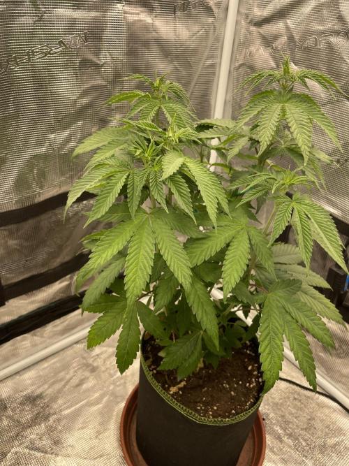 Purple Overload. Week 7