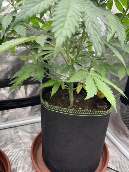 Orange ooze. Week 7