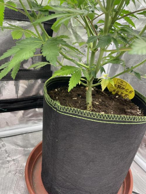 Orange ooze. Week 7