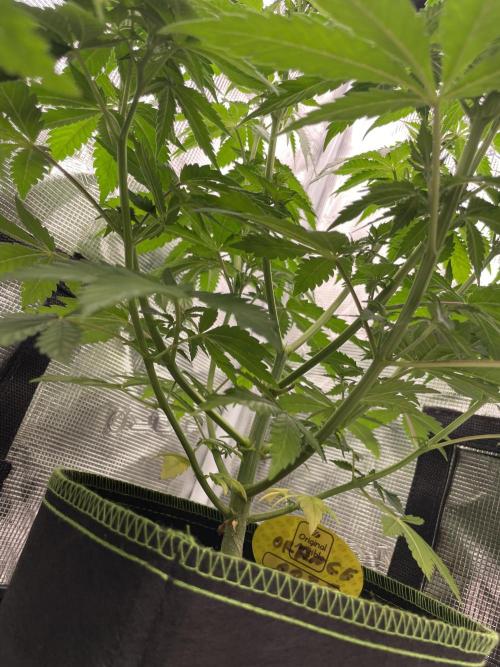 Orange ooze. Week 7
