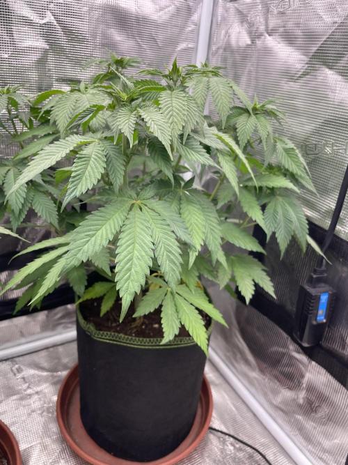 Orange ooze. Week 7