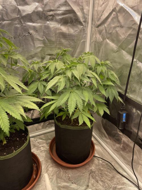 Orange ooze. Week 7
