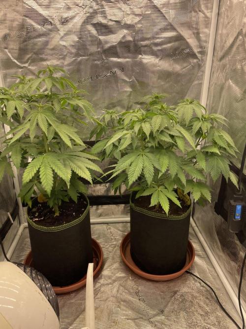 Orange ooze. Week 7
