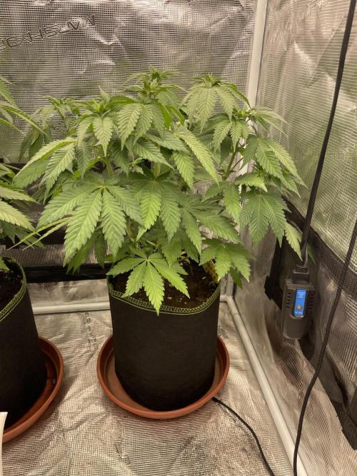 Orange ooze. Week 7