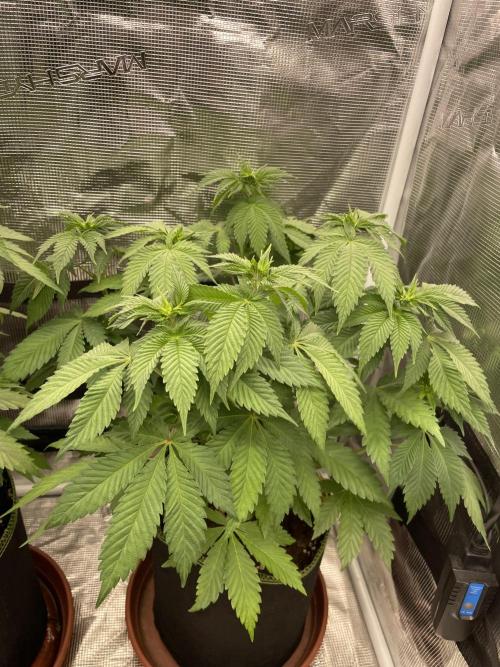 Orange ooze. Week 7