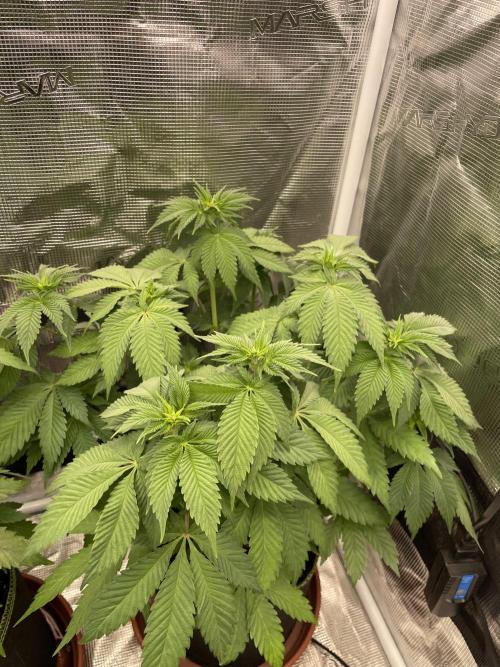 Orange ooze. Week 7