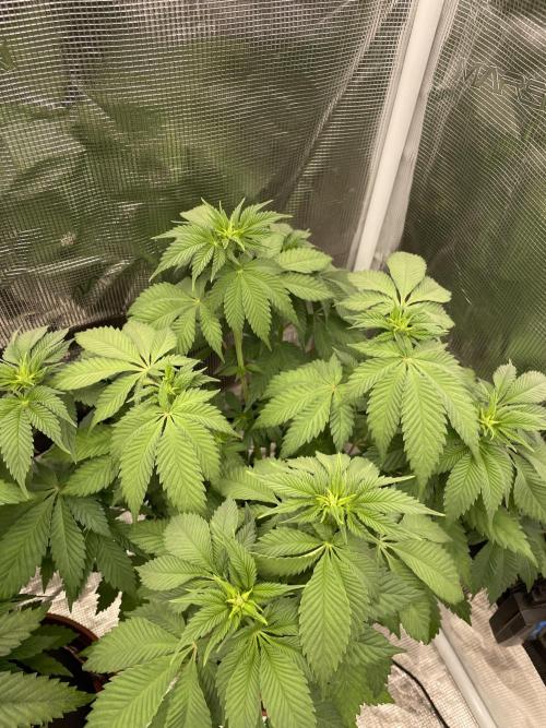 Orange ooze. Week 7