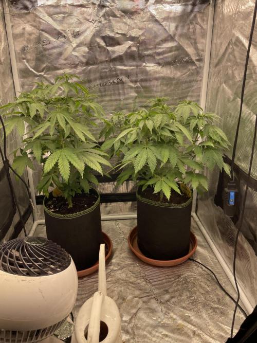 Orange ooze. Week 7