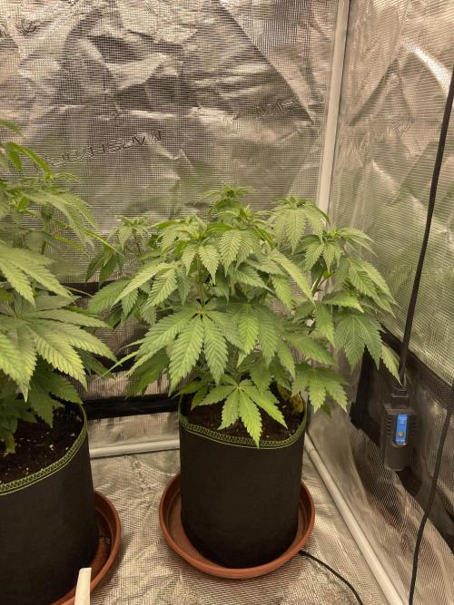 Orange ooze. Week 7