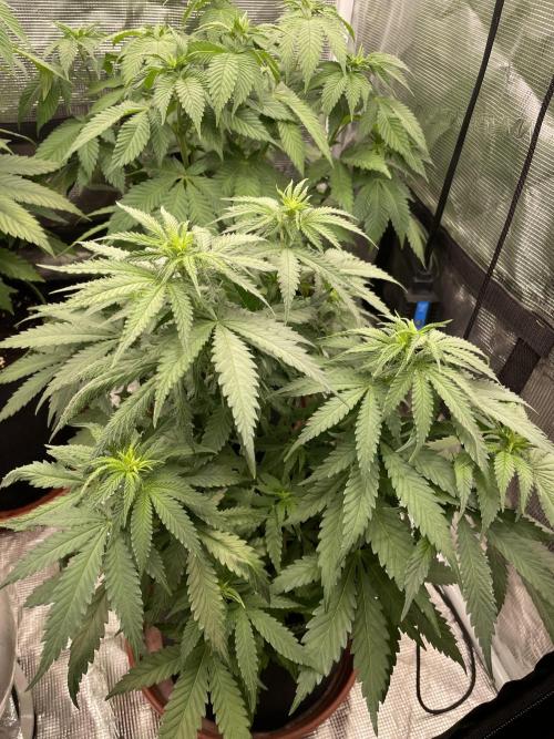 Sugar black rose 🥀. Week 7