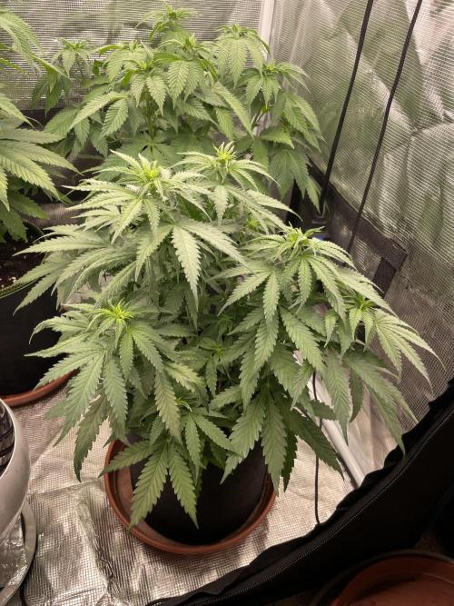 Sugar black rose 🥀. Week 7