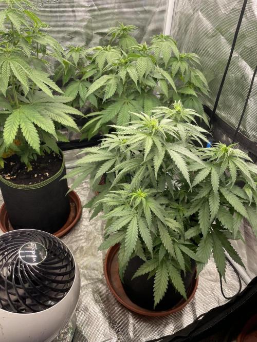 Sugar black rose 🥀. Week 7