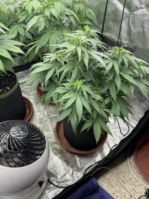 Sugar black rose 🥀. Week 7