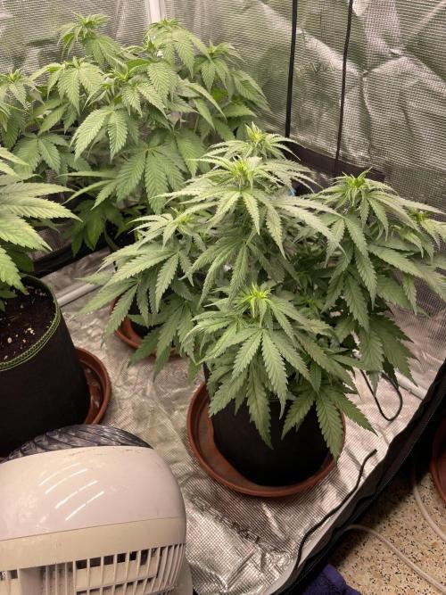 Sugar black rose 🥀. Week 7