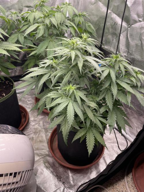 Sugar black rose 🥀. Week 7