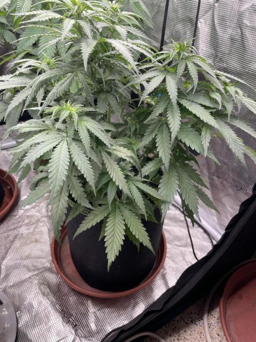 Sugar black rose 🥀. Week 7