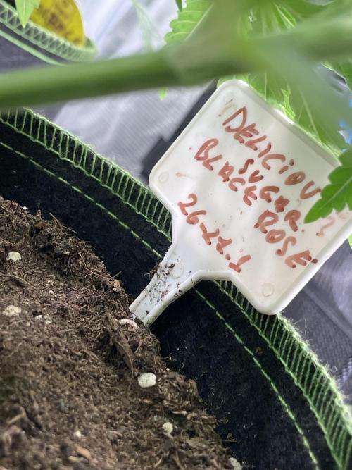 Sugar black rose 🥀. Week 7