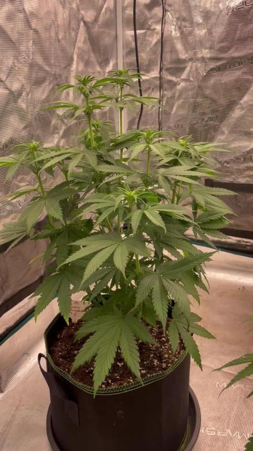 Lemon 🍋 Mandarin