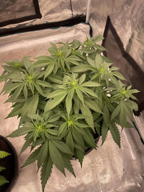 Bubble 🫧 OG gum. Week 8