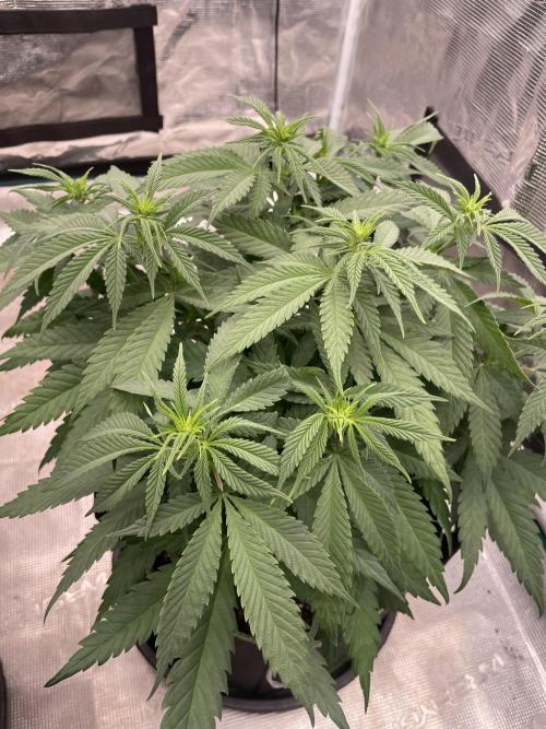 Bubble 🫧 OG gum. Week 8