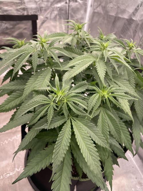 Bubble 🫧 OG gum. Week 8