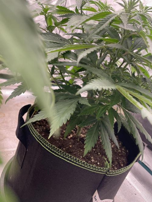 Bubble 🫧 OG gum. Week 8