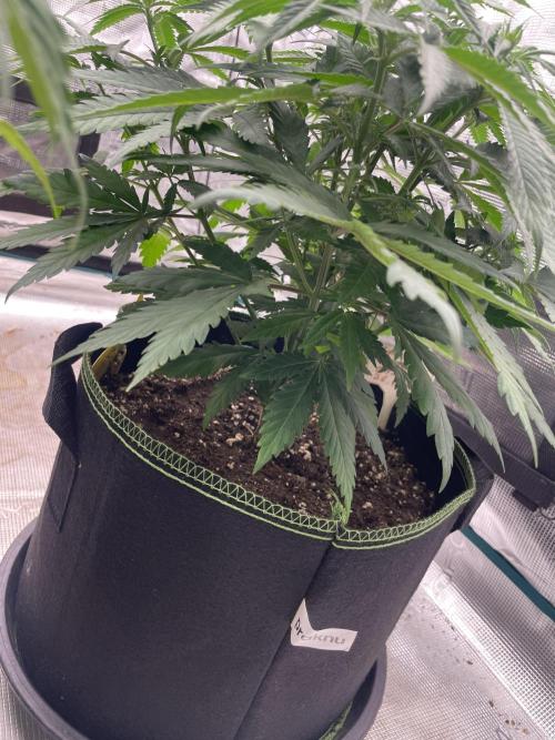 Bubble 🫧 OG gum. Week 8