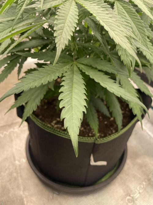 Bubble 🫧 OG gum. Week 8