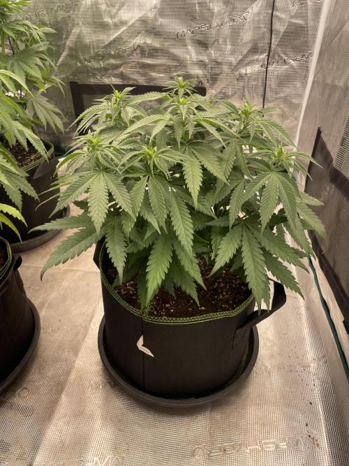 Bubble 🫧 OG gum. Week 8
