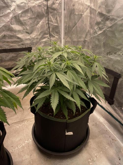 Bubble 🫧 OG gum. Week 8
