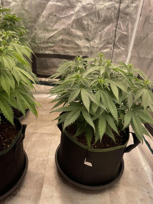 Bubble 🫧 OG gum. Week 8