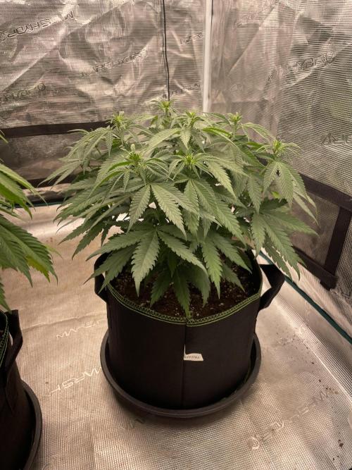 Bubble 🫧 OG gum. Week 8