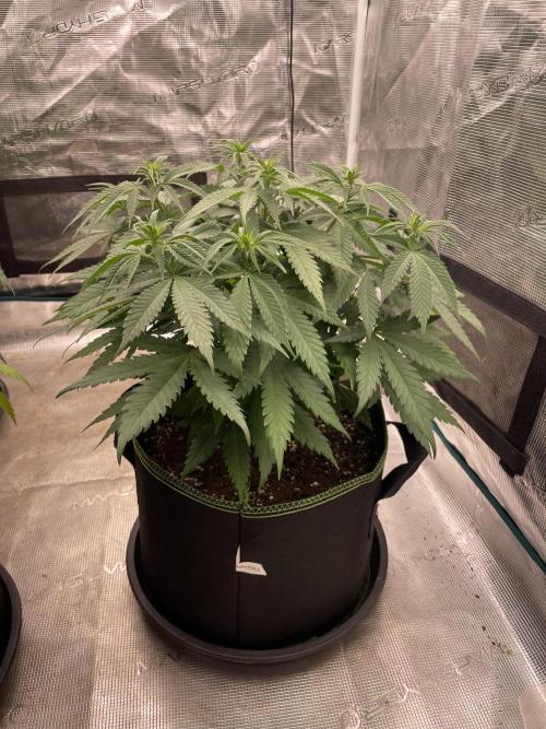 Bubble 🫧 OG gum. Week 8