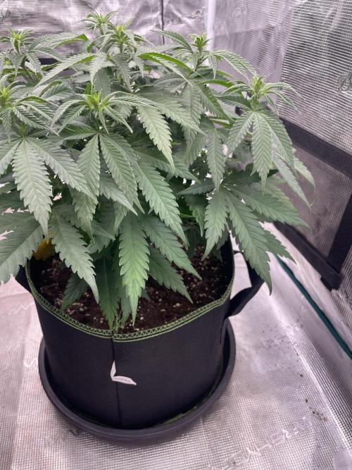 Bubble 🫧 OG gum. Week 8
