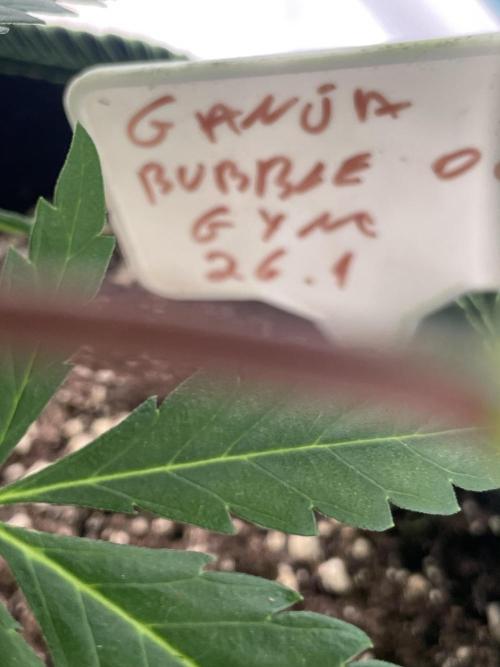 Bubble OG Gum. Week 8