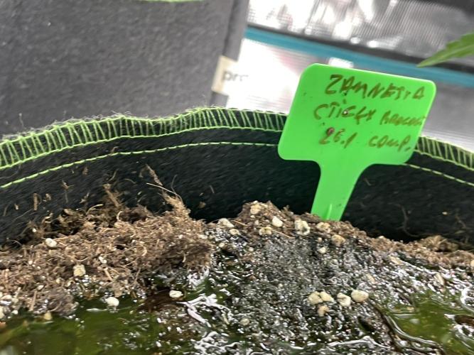 Sticky Brocoli Zamnesia+Plagron. Week 8