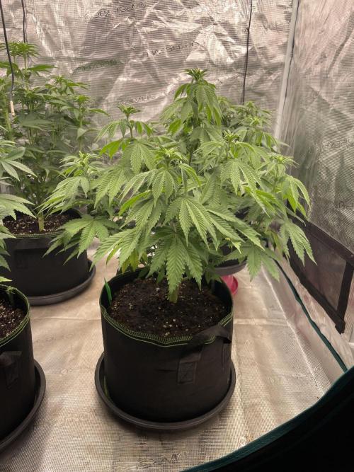Sticky Brocoli Zamnesia+Plagron. Week 8